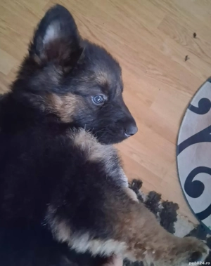 Pui ciobanesc german