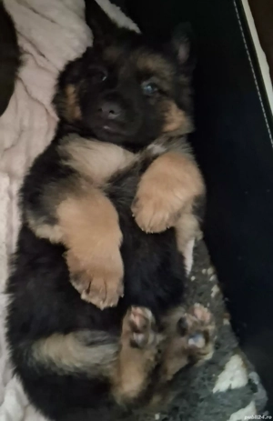 Pui,Ciobanesc German - imagine 3