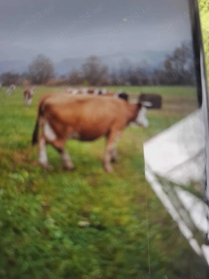 vând vacă gedtantă