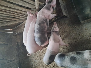 Purcelusi de vanzare  - imagine 2