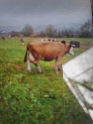 vând vacă gedtantă - imagine 3