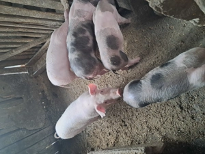 Purcelusi de vanzare  - imagine 3