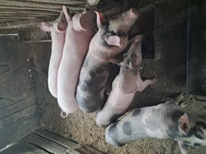 Purcelusi de vanzare 