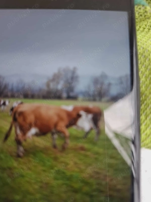 vând vacă gedtantă - imagine 4