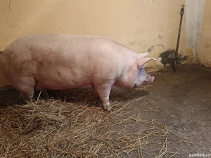 vând porci de țară  - imagine 3