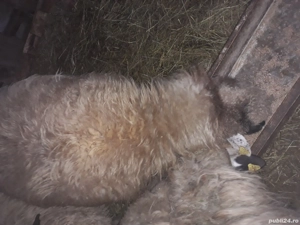 vand doua oi batrane dau si pe bucate sau nutret - imagine 3