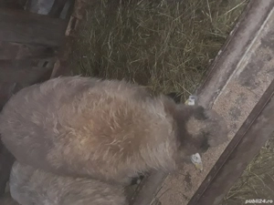 vand doua oi batrane dau si pe bucate sau nutret - imagine 2