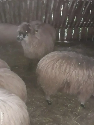 vand doua oi batrane