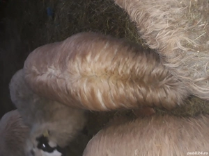 vand doua oi batrane dau si pe bucate sau nutret - imagine 4