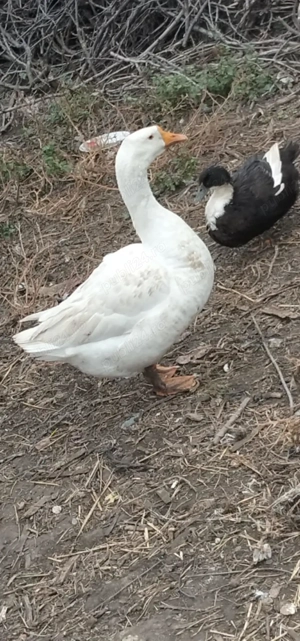 Vând două gâște și 4 iezi  - imagine 2