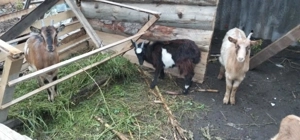 Vând două gâște și 4 iezi  - imagine 4