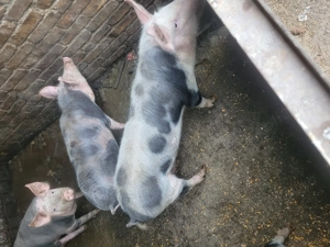 3 porci de vanzare - imagine 4