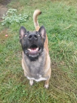 Dresaj canin Cluj - imagine 2