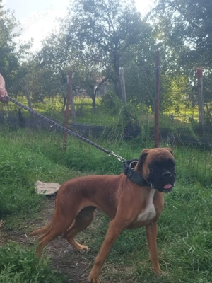 Dresaj canin Cluj - imagine 4