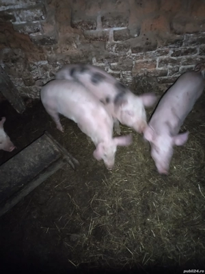 vand purcei - imagine 2