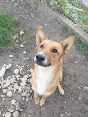 Dresaj canin Cluj - imagine 3