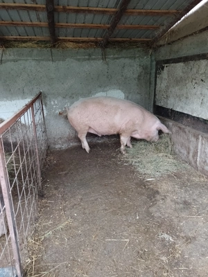 Animale de vanzaren - imagine 4