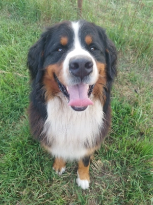 Dresaj canin Cluj - imagine 5