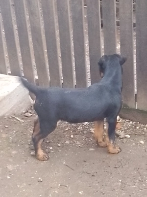 Cățel jagdterrier femelă  - imagine 3