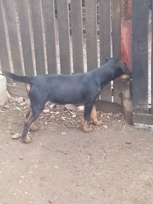 Cățel jagdterrier femelă  - imagine 2