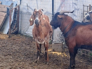 Capre anglo-nubiene și țap alpin 