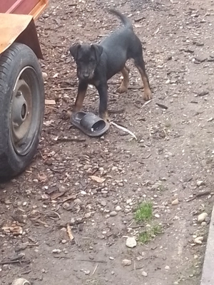 Cățel jagdterrier femelă  - imagine 5