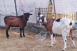 Capre anglo-nubiene și țap alpin  - imagine 2