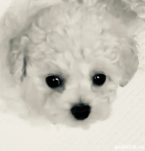 Vand bishon talie mica baietel 7 saptamani vaccinat si deparazitat cu carnet de sanatate