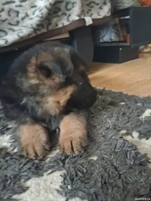 Pui ciobanesc german - imagine 4