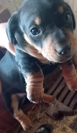 Vand catelusi tekel frumosi 