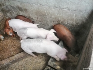 Purcei de vânzare  - imagine 2