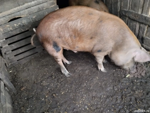 Ultimul rămas! sat Rași. - imagine 2