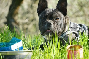 Vand buldog francez  - imagine 4