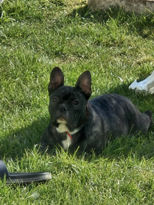 Vand buldog francez  - imagine 5