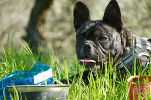 Vand buldog francez  - imagine 2