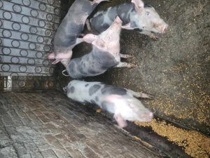 3 porci de vanzare - imagine 6