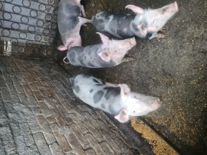 3 porci de vanzare - imagine 7