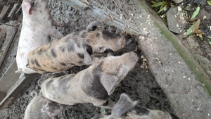 Purcei 3 luni de vanzare