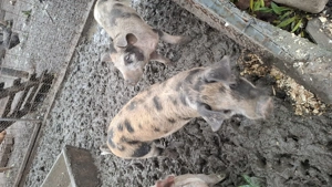 Purcei 3 luni de vanzare - imagine 3