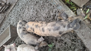 Purcei 3 luni de vanzare - imagine 4