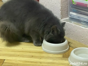 pisică british , sterilizată