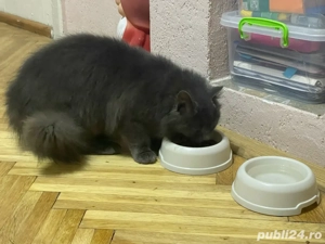 pisică british , sterilizată - imagine 2