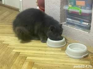 pisică british , sterilizată - imagine 3