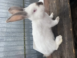 Vând mascul Uriaș de Transilvania  - imagine 3