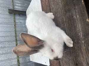 Vând mascul Uriaș de Transilvania  - imagine 2