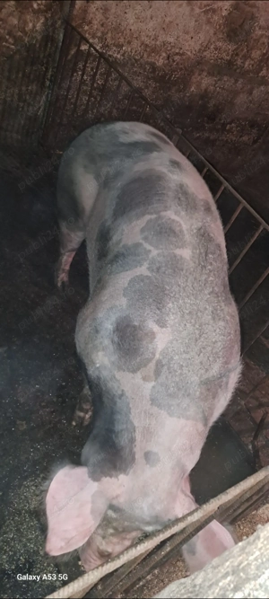 Scroafă pt.sacrificare