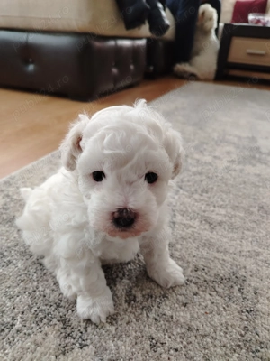 Vand două catalușe Bichon Maltez