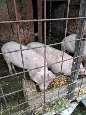 vând purcei - imagine 2