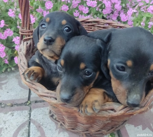 De vanzare catei Teckel