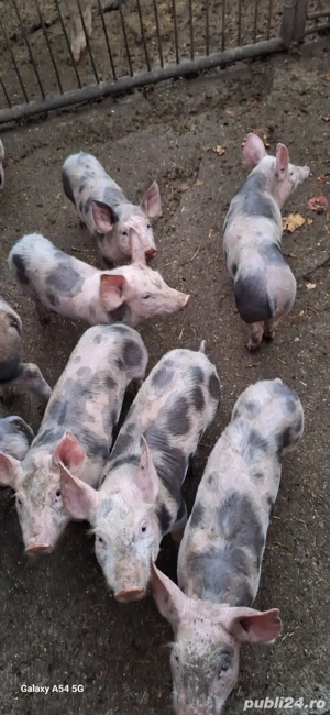 vand purcei 9 săptămânii 6 masculi-3 femele  crescuti bio. 